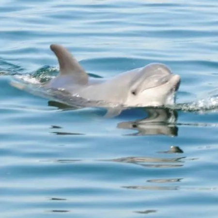 Memorias De Al Pensjonat Setúbal